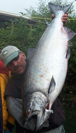 Kiwi Magic Chinook Salmon
