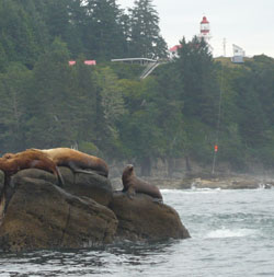 Sea Lion Rock, Carmanah