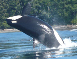 Orca jumping, Camper Creek