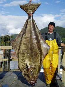 a monster halibut!