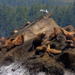 Sea Lions