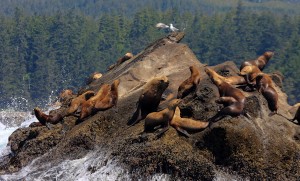 Sea Lions